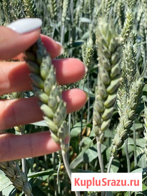 Семена озимой пшеницы твердой элита и репродукции Зерноград - изображение 1