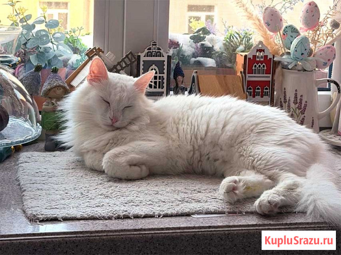 Белый пушистый котик по имени Килл ищет дом Санкт-Петербург - изображение 3
