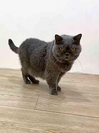 Ищем самый добрый и надёжный дом для Чарли Москва