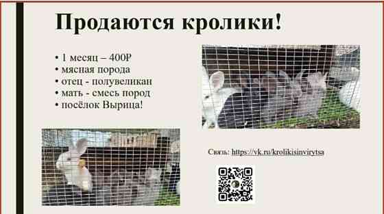 Продам КРОЛИКА Гатчина