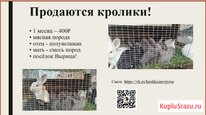 Продам КРОЛИКА Гатчина - изображение 2