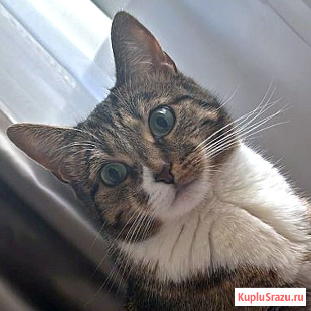 Соня. Кошка, которую предали дважды Москва - изображение 2