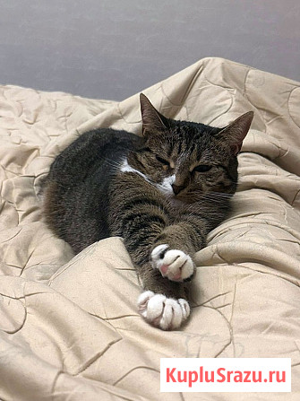 Соня. Кошка, которую предали дважды Москва - изображение 3