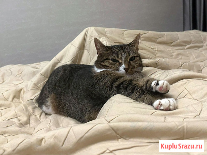 Соня. Кошка, которую предали дважды Москва - изображение 4